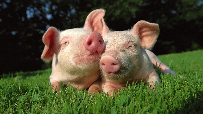 Two Piglets in the Grass