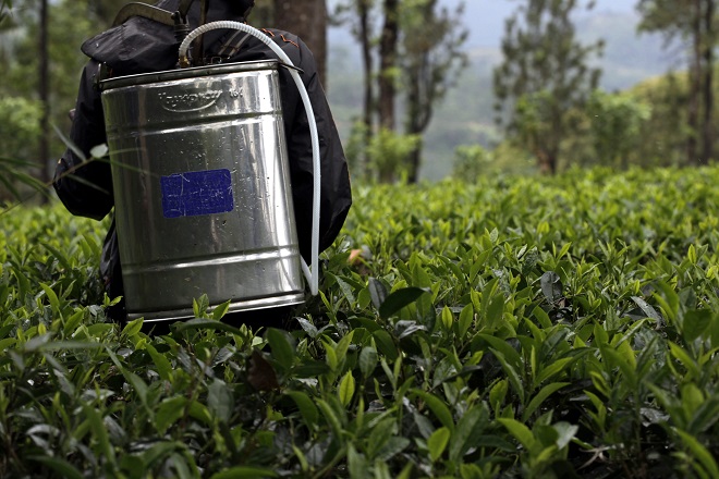 Spraying weedicide in Sri Lanka on a tea plantation