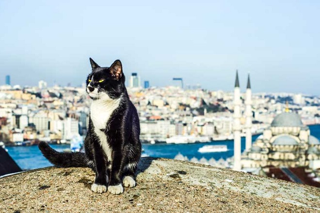 Istanbul-Kedi