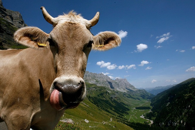 A cow stands on the Klausenpass mountain pass road in the Swiss Alps